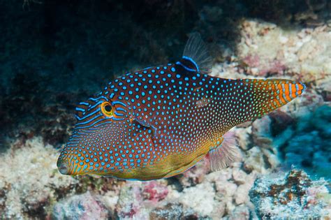 Questions about a Blue spotted puffer.. .